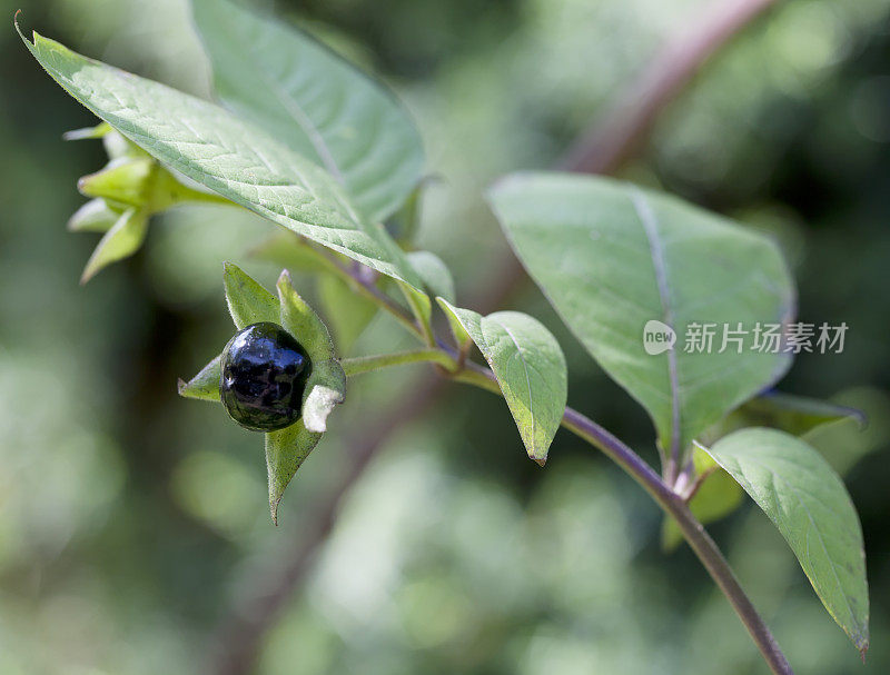 致命的茄(Atropa bella-donna)浆果